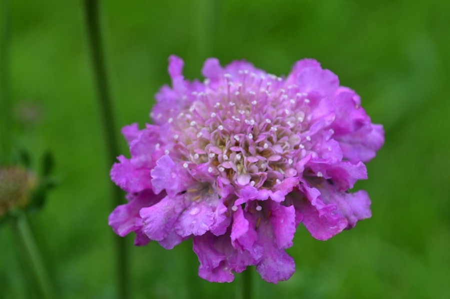 Scabious flower